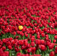 a field of red tulips with one yellow flower in the bunch