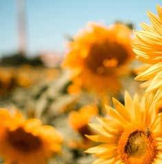 U-Pick Sunflower Field