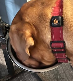 Lilou eating Venison & Free-Run Duck kibble from a stainless steel bowl