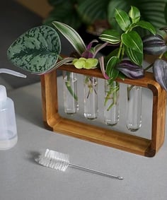 Source & Plot - Plant Propagation Station - Acacia Wood Stand 4 Glass Test Tube Hydroponic Tabletop 