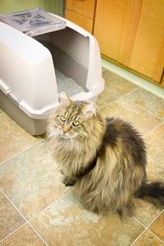 a Cat with a Covered Litter Box