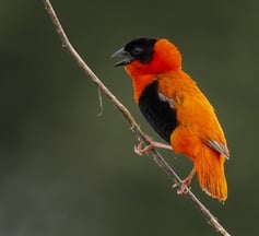 Northern red bishop