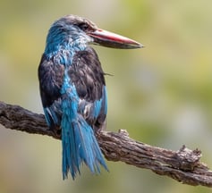 Blue-breasted kingfisher