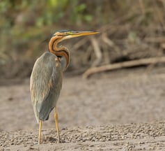 Purple Heron