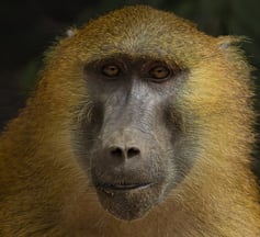 Guinea Baviaan
