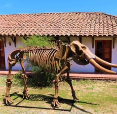 museo San Vicente, arqueología, mastodonte