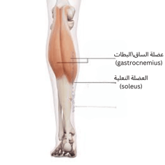 بطات