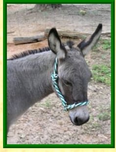 donkey halter