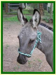 donkey rope halter