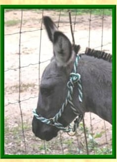 donkey halter