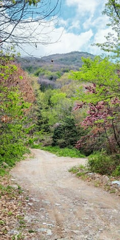 Scenery at guided herbal walk from Drakeia to Agios Lavrentios with medical herbalist Emmanouil Mano