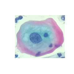 CervixCells logo