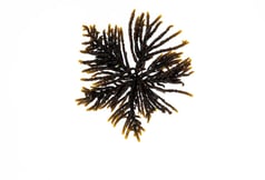 Splachnidium rugosum