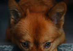 dogAdvisor | dogadvisor | dog advisor | dogAdvisor.dog