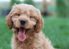 dogAdvisor | dogadvisor | dog advisor | dogAdvisor.dog