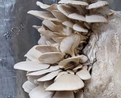 Fresh Pearl Oyster Mushrooms cultivated by Kansas City Mushroom Company.