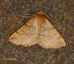 Colotois pennaria