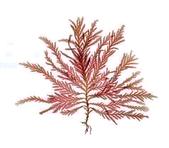 Plocamium mertensii