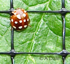 Cream spot ladybird