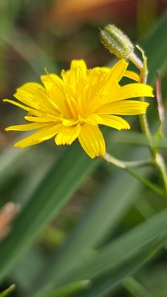 Common Cat's-Ear