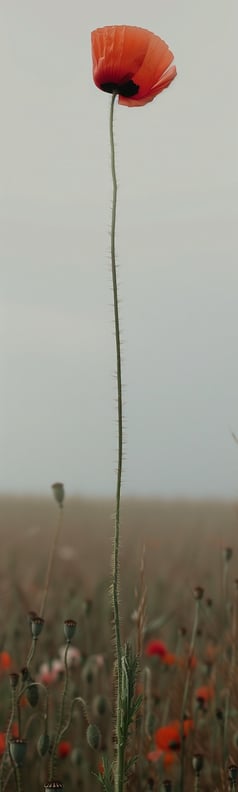 Tall poppy in a field