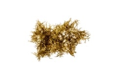 Hypnea sp.