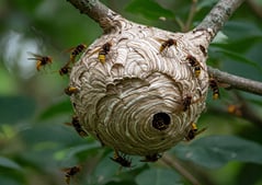 Nid de guêpes en gironde