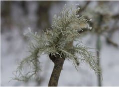 Lichen – Genre Usnea