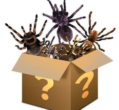 Spider Mystery Box