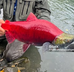 a man holding a fish on a river