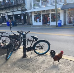 Coq de Key West, Floride