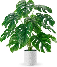 a plant with a large green plant in a white vase