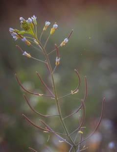 Plante arabette des dames - Arabidopsis thaliana