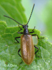 Darkling beetle