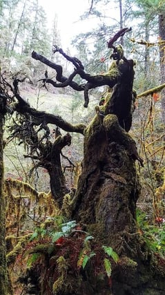 Health Vibes - A dark gloomy tree symbolic of how destructive stress is