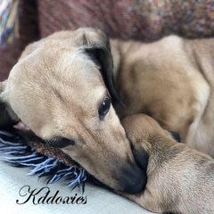 Dachshund Breeder logo