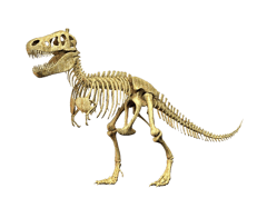 Tyrannosaurus Rex Skelett