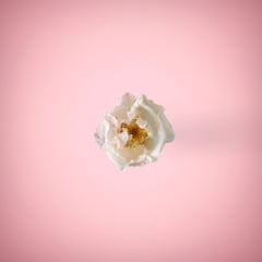 White rose in a ping background