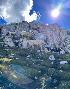 Laura Niepold Mittenwalder Klettersteig