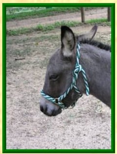 donkey halter