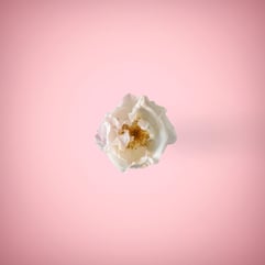 White rose in a ping background