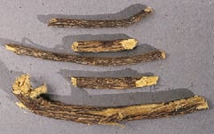 Glycyrrhiza glabra - réglisse racine