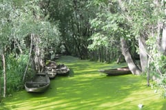 Algue dans milieu aquatique