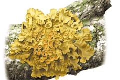 Lichen foliacé