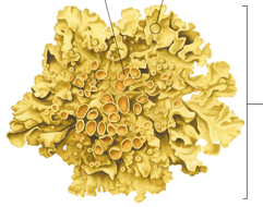 Lichen - structure