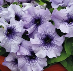 Petúnia Grandiflora