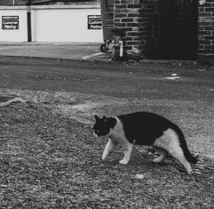 a black-and-white tuxedo cat is tiptoeing cautiosly towards its object of interest, street scene in black and white