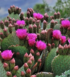 Palm Springs, CA - wild cactus flowers near Tahquitz Canyon trail