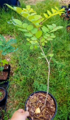 Black Locust tree