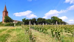 A walk through the vineyards